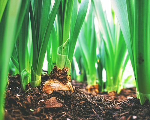 Environmental benefits of biochar plant growth